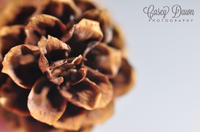 Macro Photo of a Pine Cone taken by Casey Dawn Photography